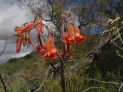 Cotyledon orbiculata orbiculata