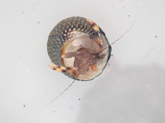 Pagurixus hectori