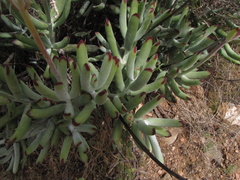 Cotyledon orbiculata orbiculata
