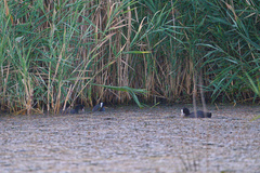Fulica atra