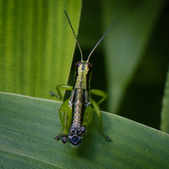 Melanoplus gracilis