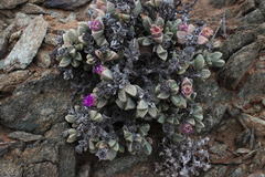 Schlechteranthus hallii