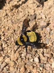 Bombus sonorus