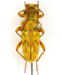 Ochraethes citrinus
