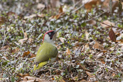 Picus viridis