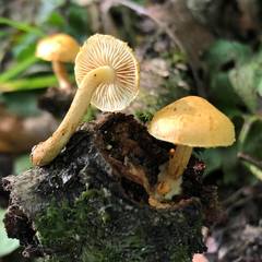 Pleuroflammula tuberculosa