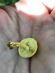 Pleuroflammula tuberculosa