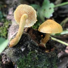 Pleuroflammula tuberculosa