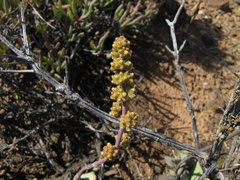 Crassula cotyledonis