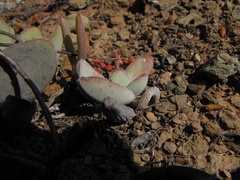 Crassula cotyledonis