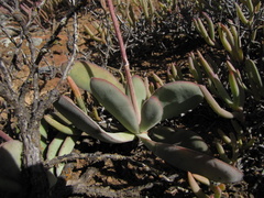 Crassula cotyledonis