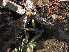 Crassula cotyledonis