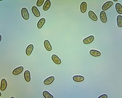 Pleuroflammula tuberculosa