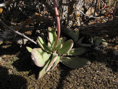 Crassula cotyledonis