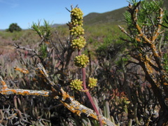Crassula cotyledonis