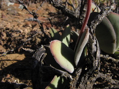 Crassula cotyledonis