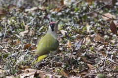 Picus viridis