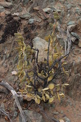 Tetraena prismatocarpa