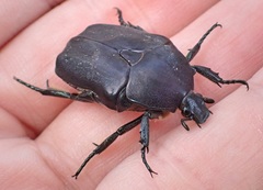 Protaetia morio