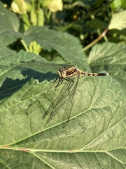 Orthetrum albistylum
