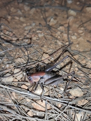 Thyreonotus corsicus