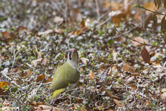 Picus viridis