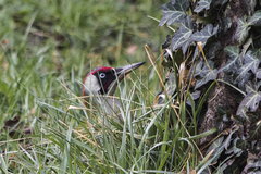 Picus viridis