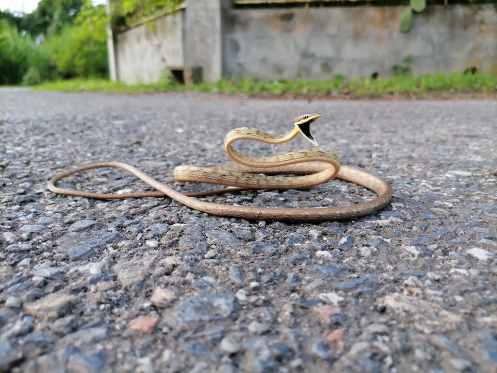 Rutherford's Vine Snake