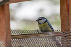 Cyanistes caeruleus