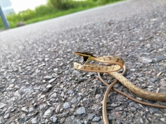 Oxybelis rutherfordi