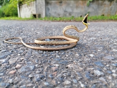 Oxybelis rutherfordi