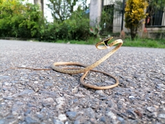 Oxybelis rutherfordi