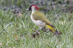 Picus viridis