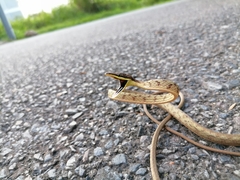 Oxybelis rutherfordi