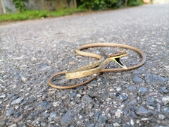 Oxybelis rutherfordi