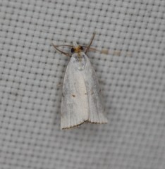 Argyria gonogramma