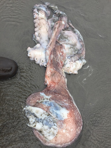 Giant Pacific Octopus photographed in Oregon