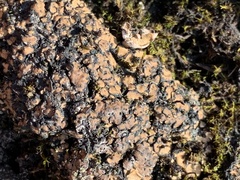 Placidium squamulosum