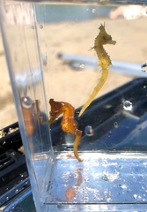 Hippocampus coronatus