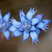 Conospermum caeruleum - Photo (c) harrylurling, some rights reserved (CC BY-ND), uploaded by harrylurling