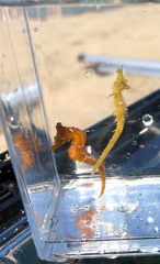 Hippocampus coronatus