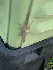 Anolis cristatellus