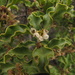 Euclea undulata - Photo (c) Gawie Malan, algunos derechos reservados (CC BY-NC), subido por Gawie Malan