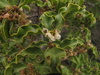 Gwarrie - Photo (c) Gawie Malan, some rights reserved (CC BY-NC), uploaded by Gawie Malan