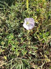 Convolvulus arvensis