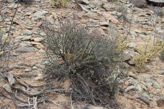 Crassula fusca