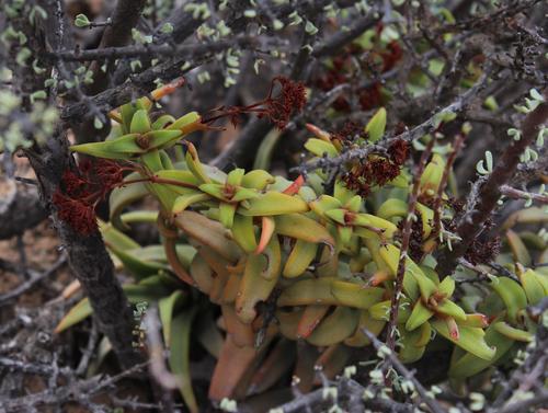 Crassula fusca