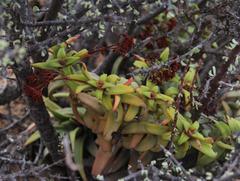 Crassula fusca