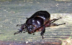 Phileurus truncatus
