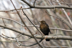 Turdus merula